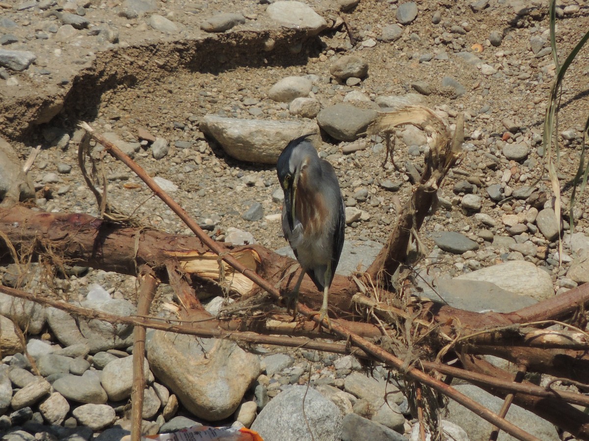 Striated Heron - ML623408396