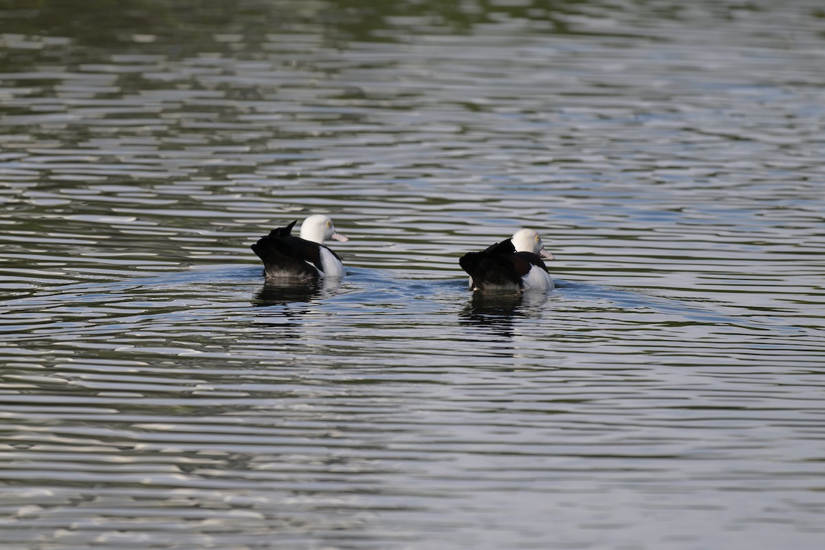 Radjah Shelduck - ML623408404