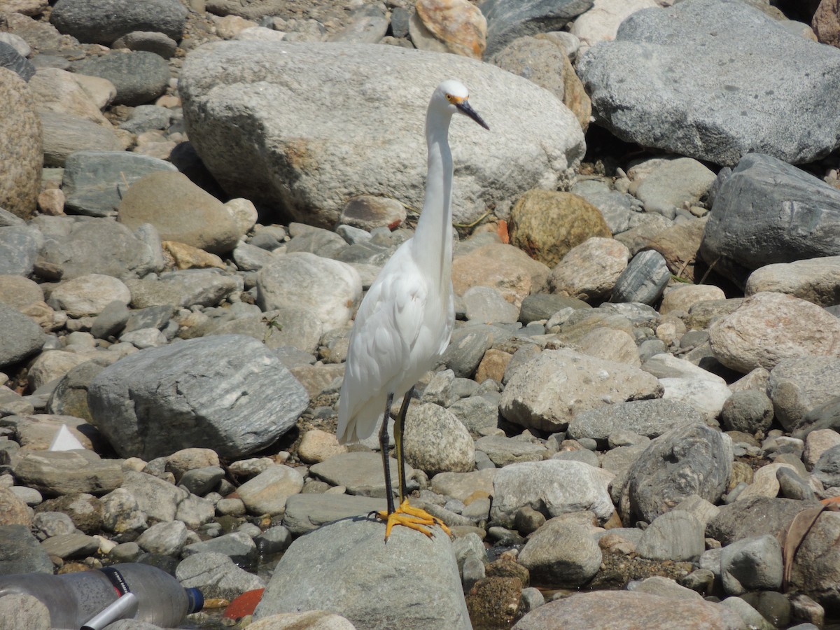 Snowy Egret - ML623408412