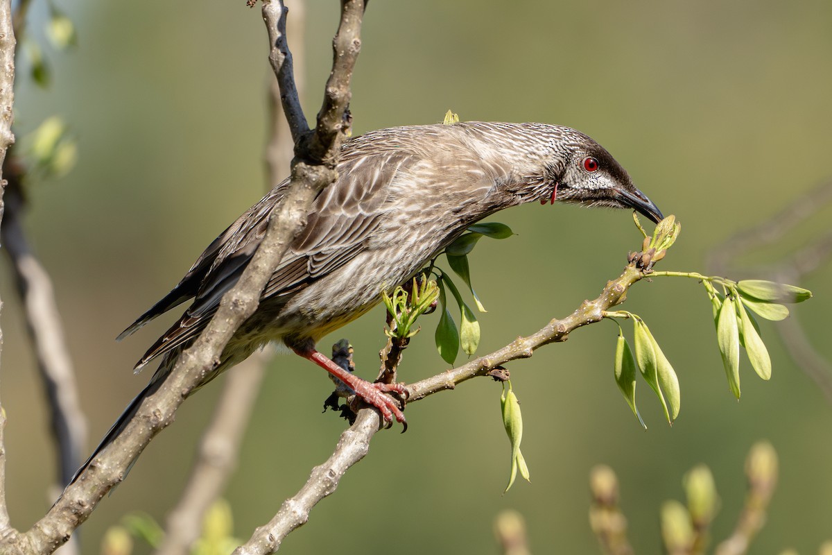 Red Wattlebird - Gary Dickson