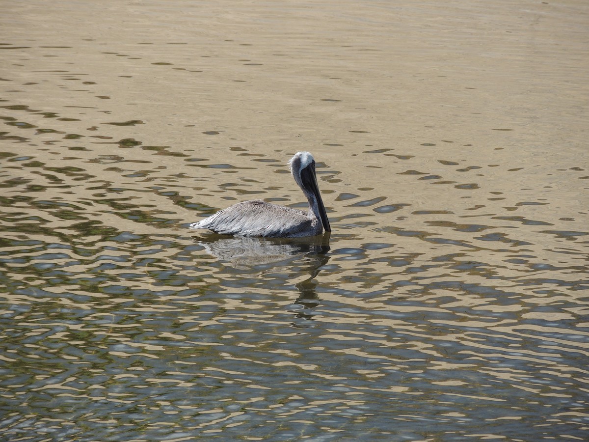 Brown Pelican - ML623408439