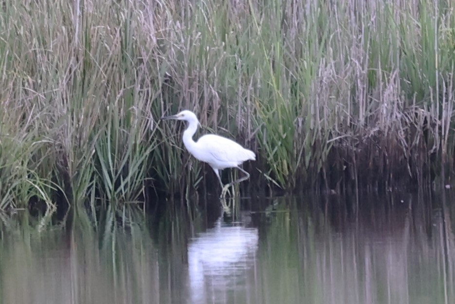 Snowy Egret - ML623408451