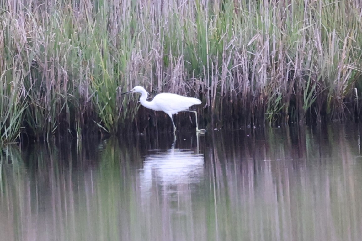 Snowy Egret - ML623408452