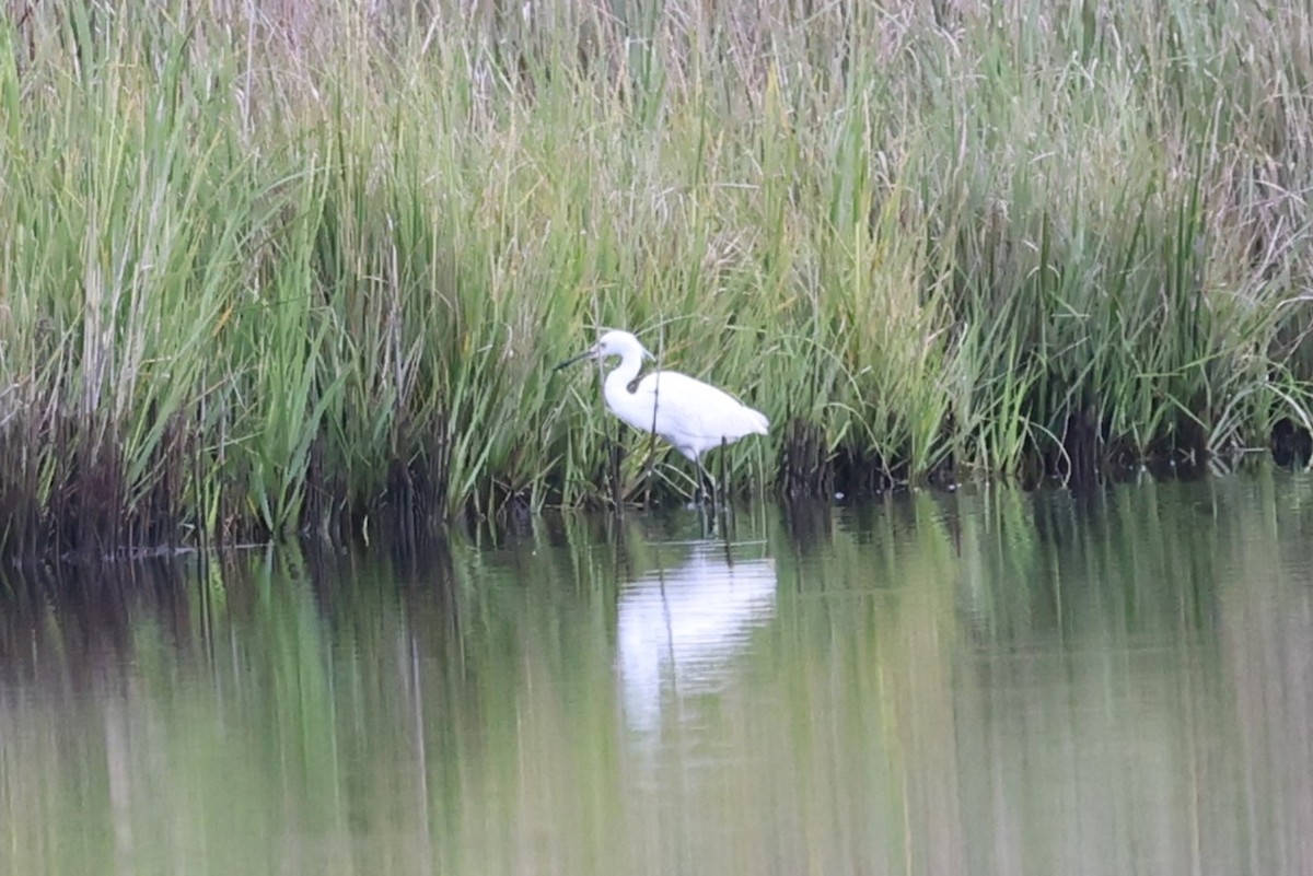 Snowy Egret - ML623408453