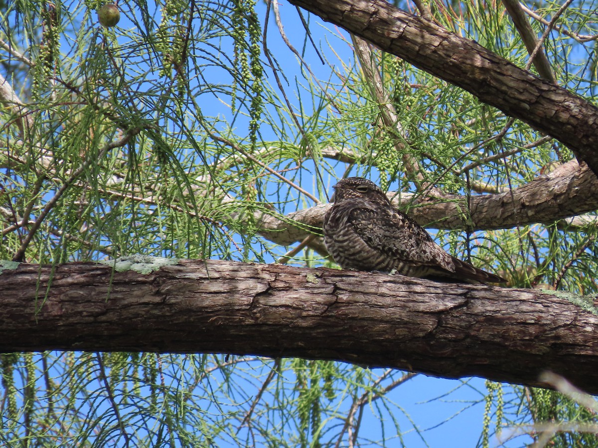 Common Nighthawk - ML623408492