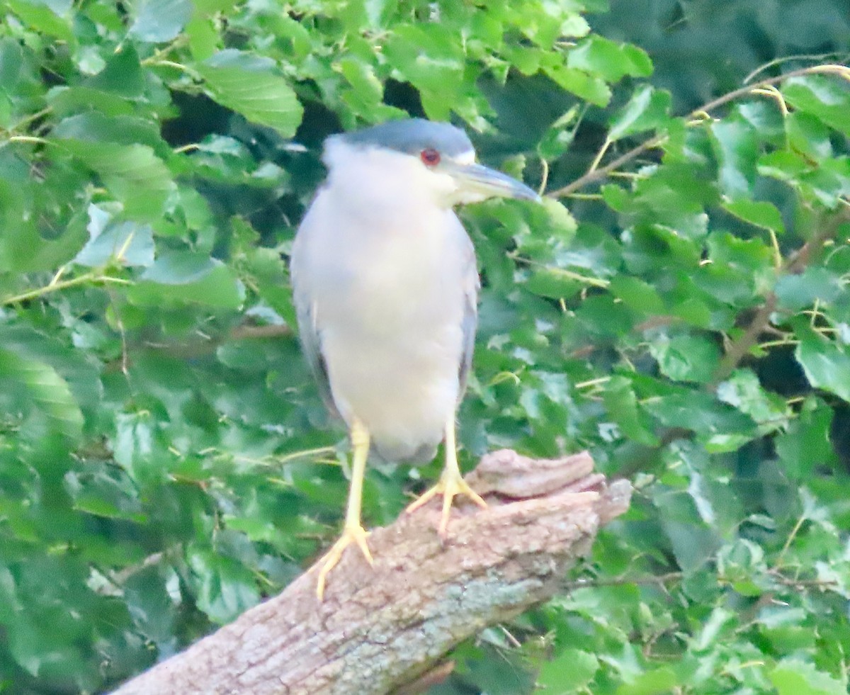 Black-crowned Night Heron - Randy Shonkwiler