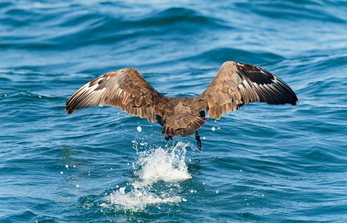 South Polar Skua - ML623408519