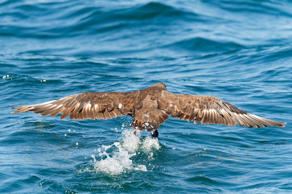 South Polar Skua - ML623408520