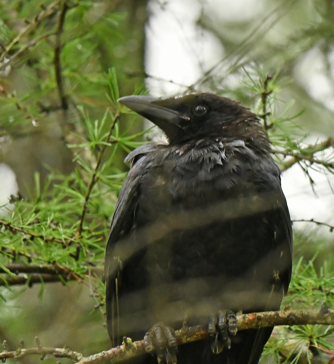 American Crow - ML623408568