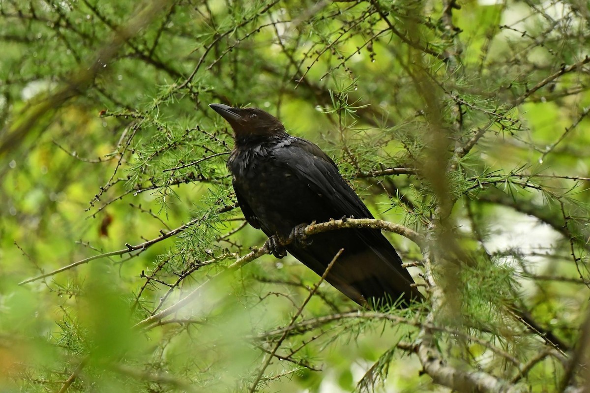 American Crow - ML623408569