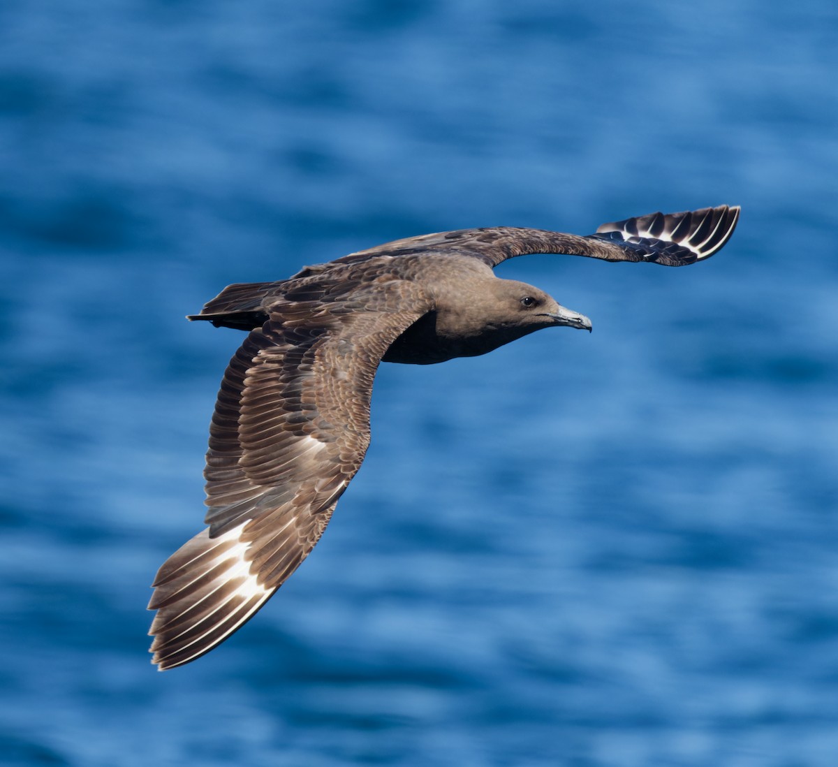 South Polar Skua - ML623408671