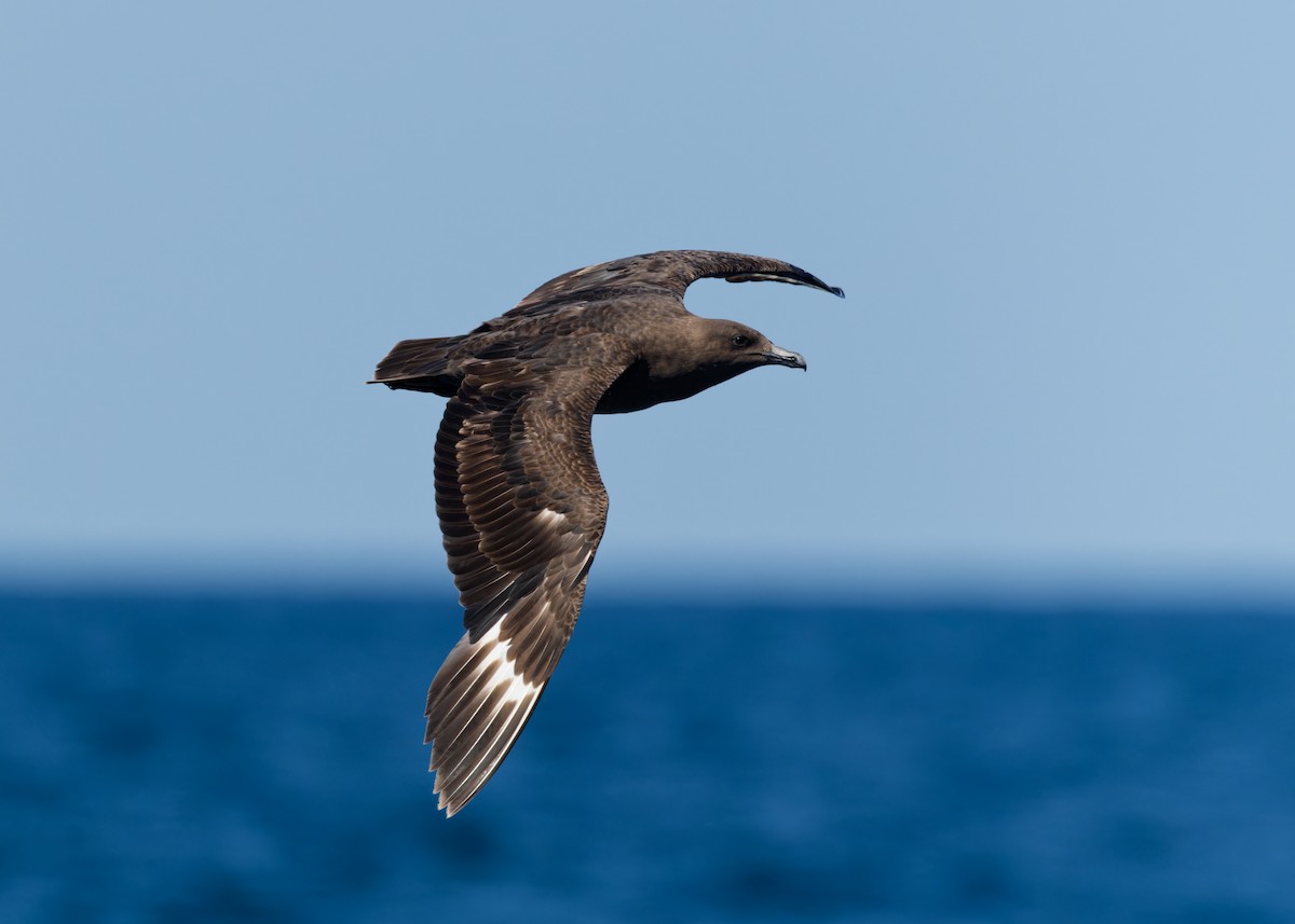 South Polar Skua - ML623408672