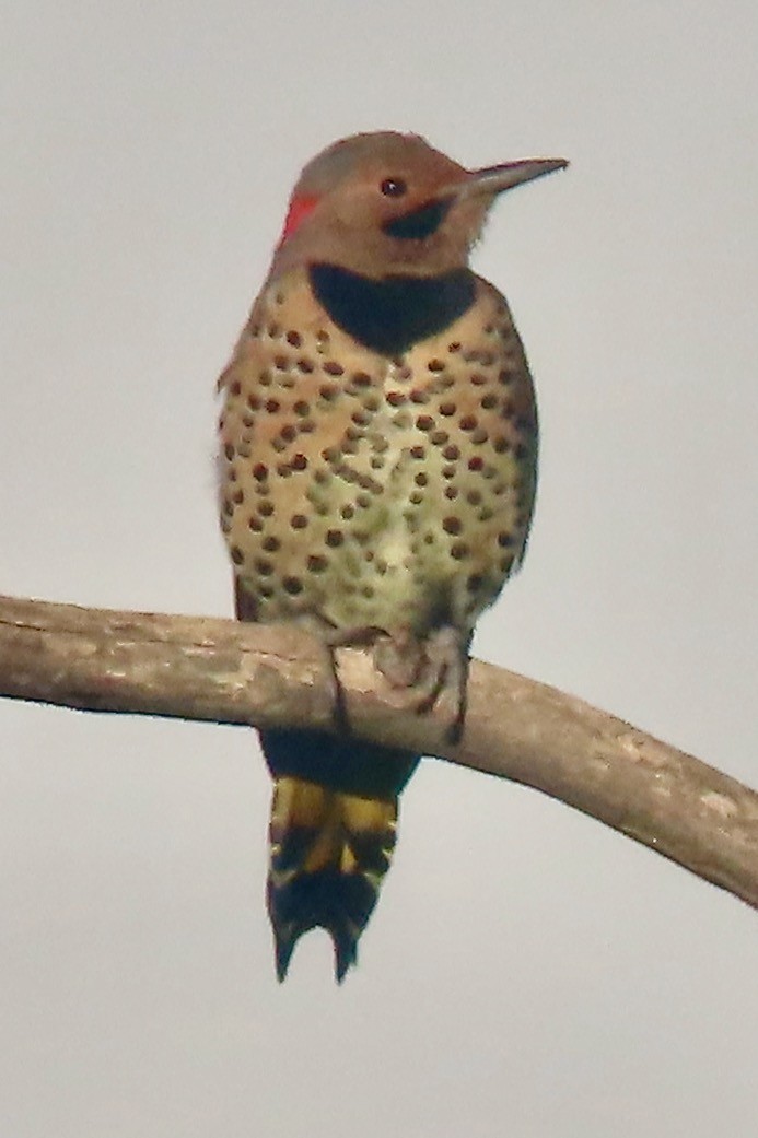 datel zlatý (ssp. auratus/luteus) - ML623408748