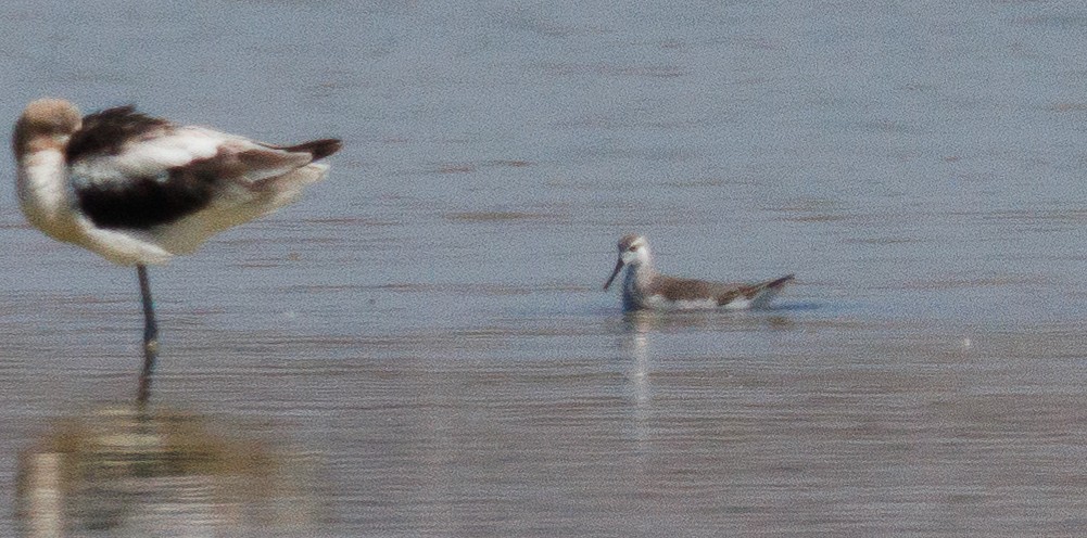 Phalarope de Wilson - ML623408749