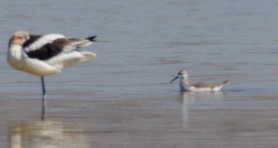 Phalarope de Wilson - ML623408750