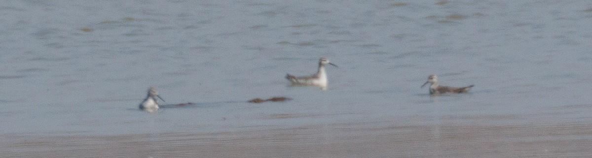 Phalarope de Wilson - ML623408751