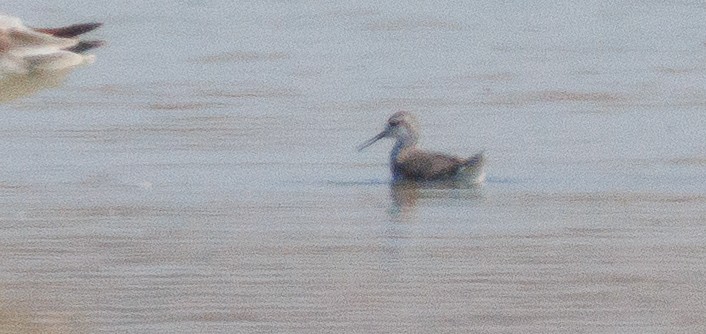 Phalarope de Wilson - ML623408752