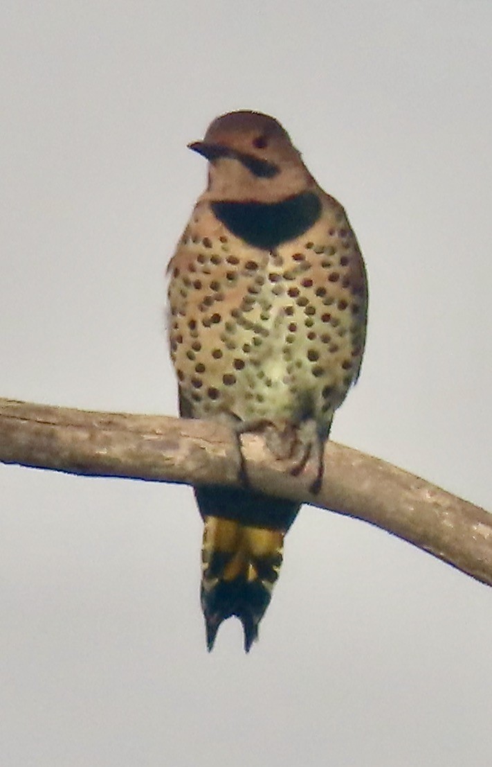 datel zlatý (ssp. auratus/luteus) - ML623408754