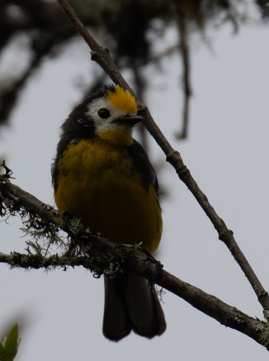 Golden-fronted Redstart - ML623408761