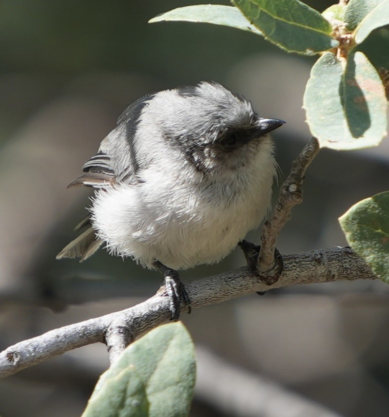 Bushtit - ML623408773