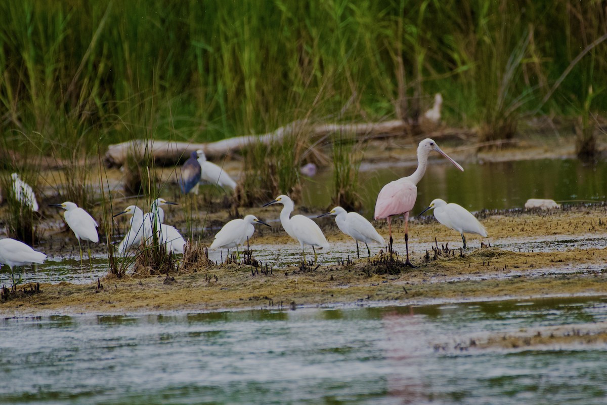 Roseate Spoonbill - ML623408793