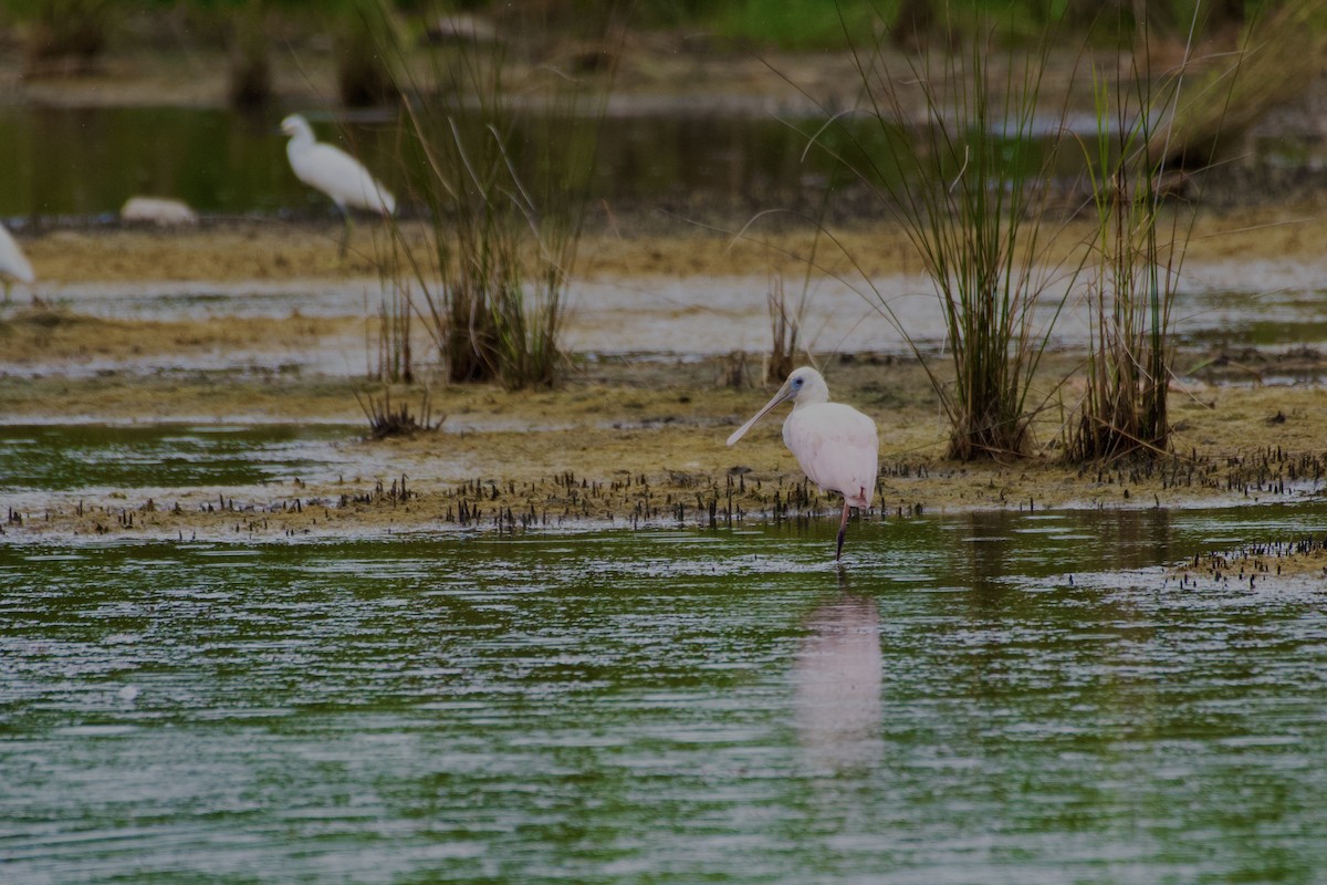 Roseate Spoonbill - ML623408794