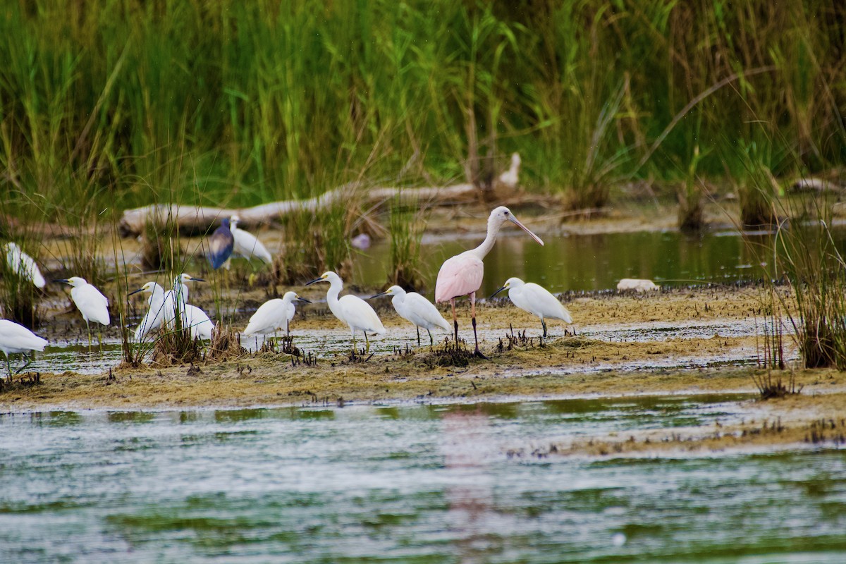 Roseate Spoonbill - Cynthia Freeman