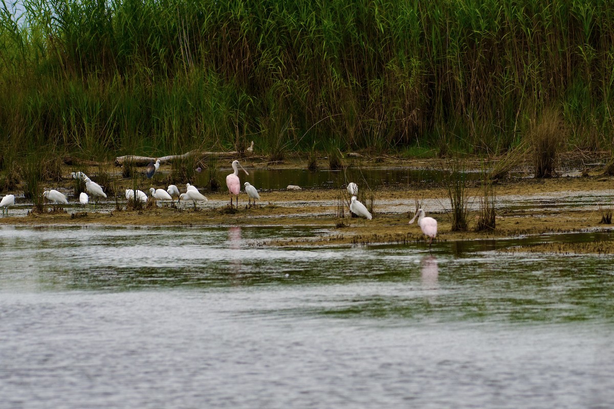 Roseate Spoonbill - ML623408799