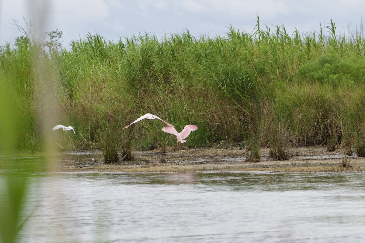 Roseate Spoonbill - ML623408807