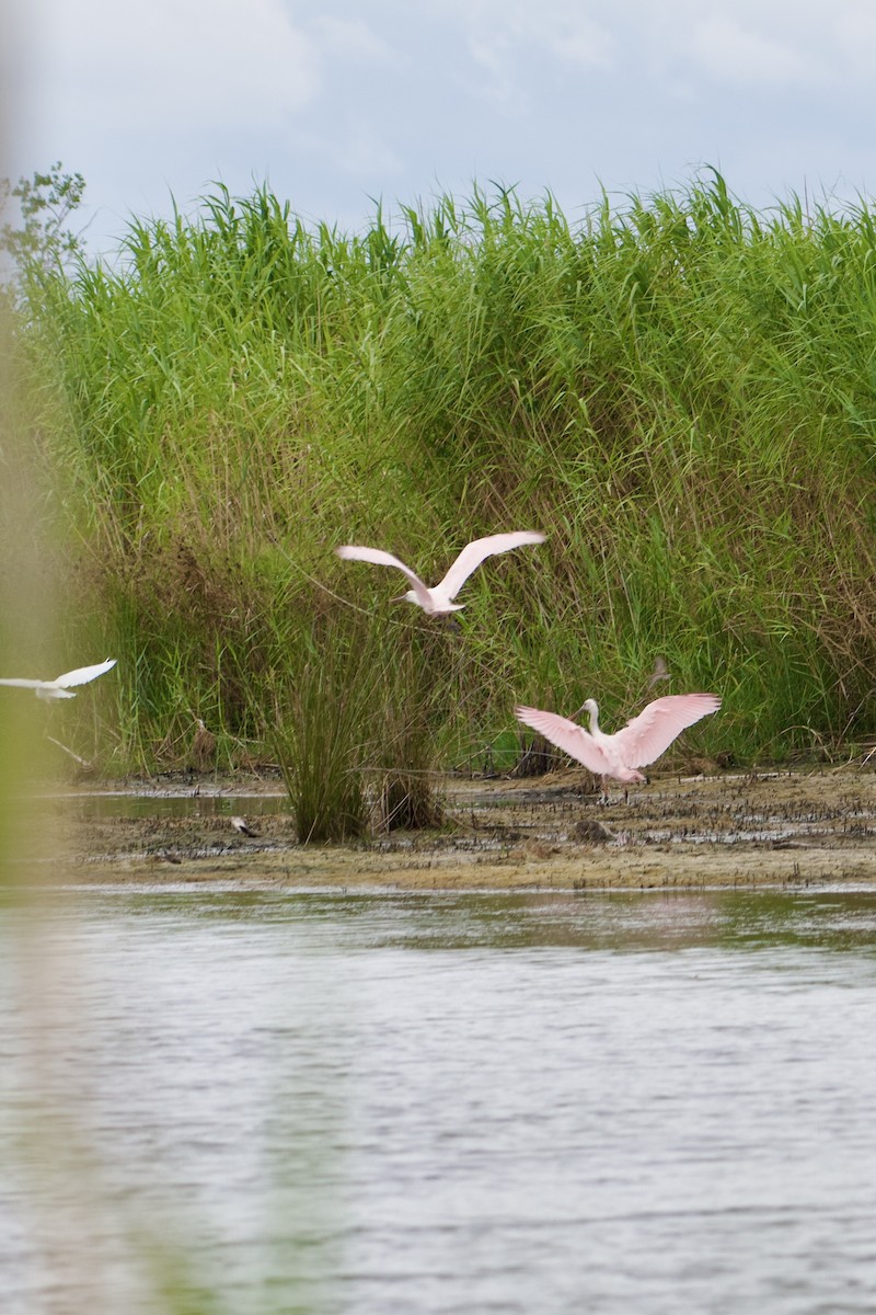 Roseate Spoonbill - ML623408811