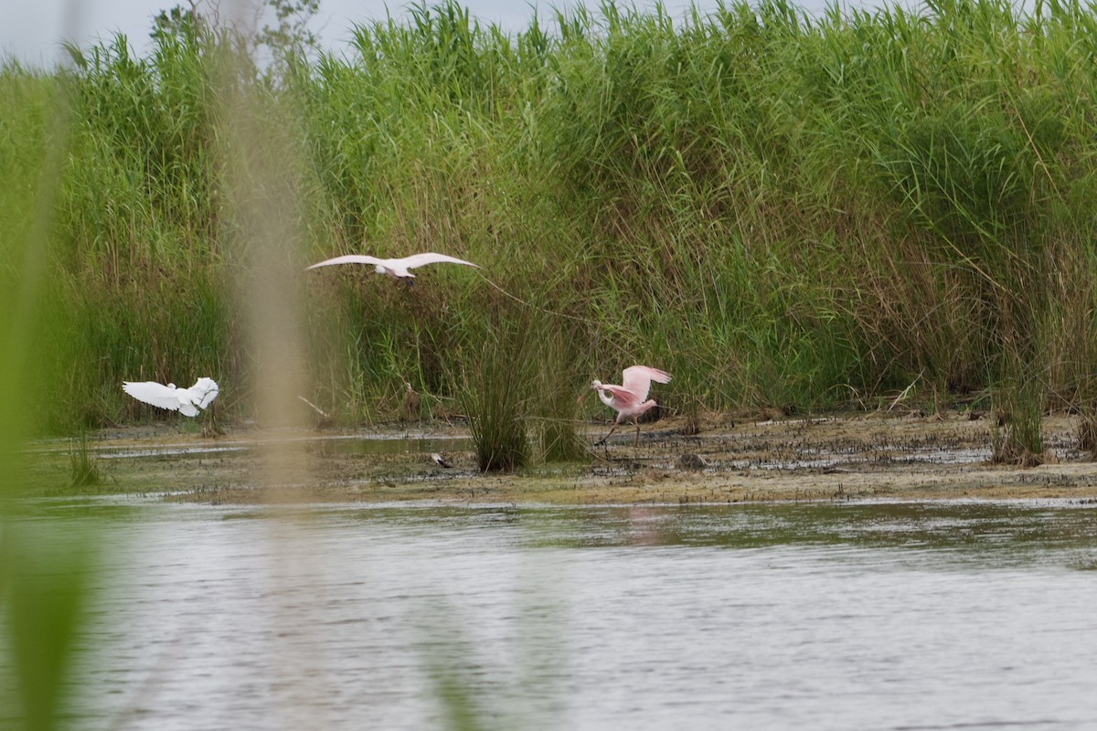 Roseate Spoonbill - ML623408812