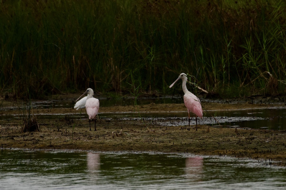 Roseate Spoonbill - ML623408814