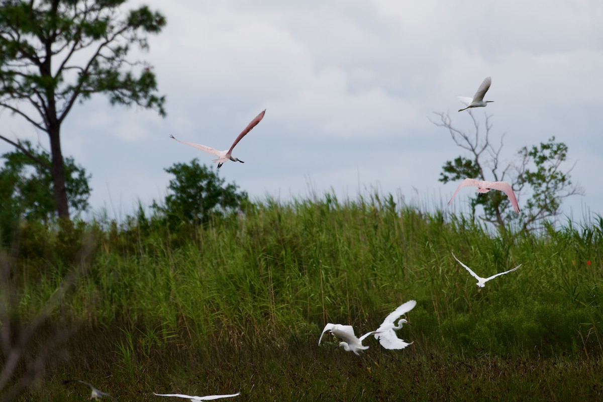 Roseate Spoonbill - ML623408818