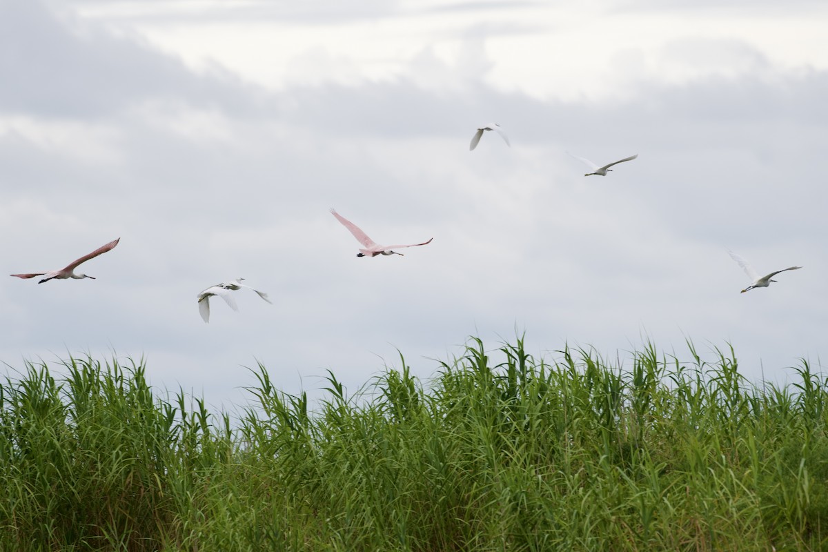 Roseate Spoonbill - ML623408820