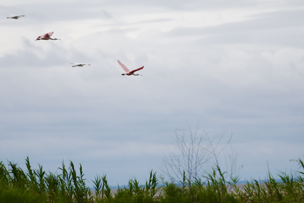 Roseate Spoonbill - ML623408821