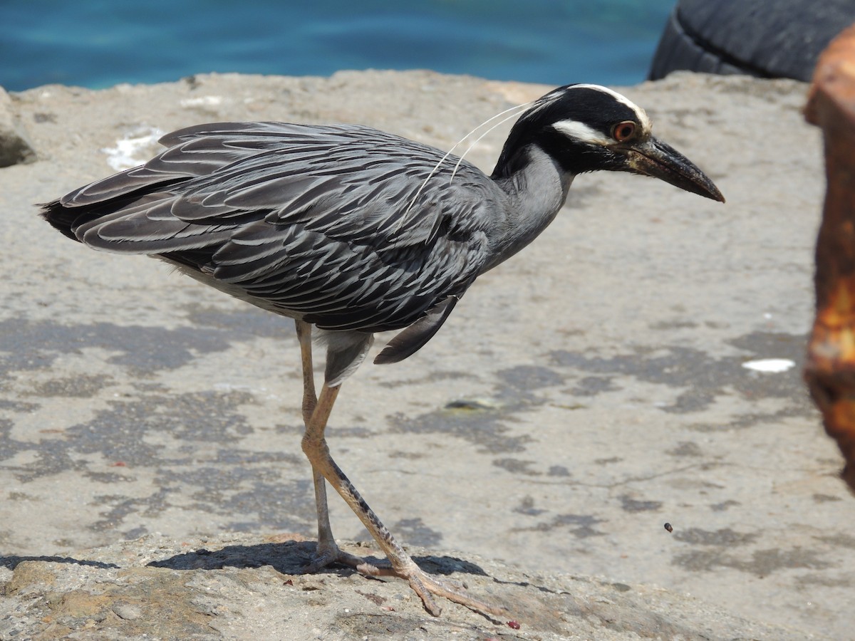 Yellow-crowned Night Heron - ML623408858