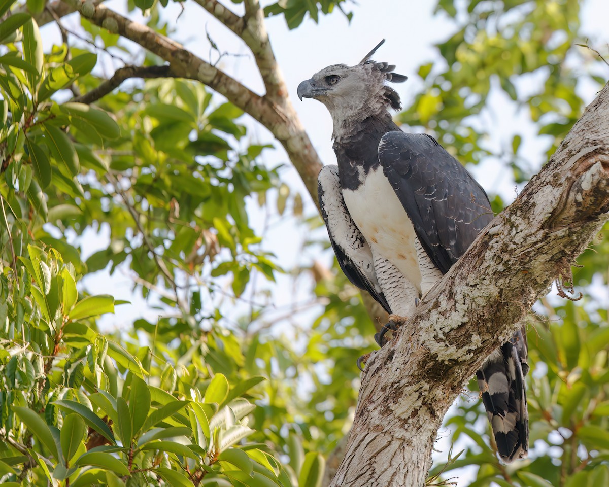 Harpy Eagle - ML623408862