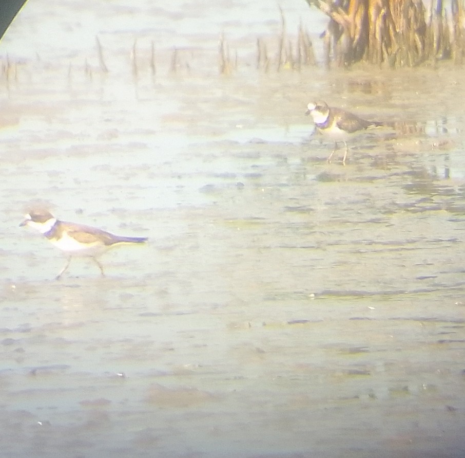 Semipalmated Plover - ML623408879