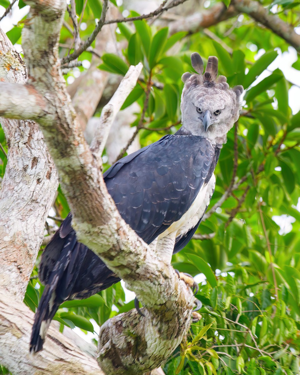 Harpy Eagle - ML623408903