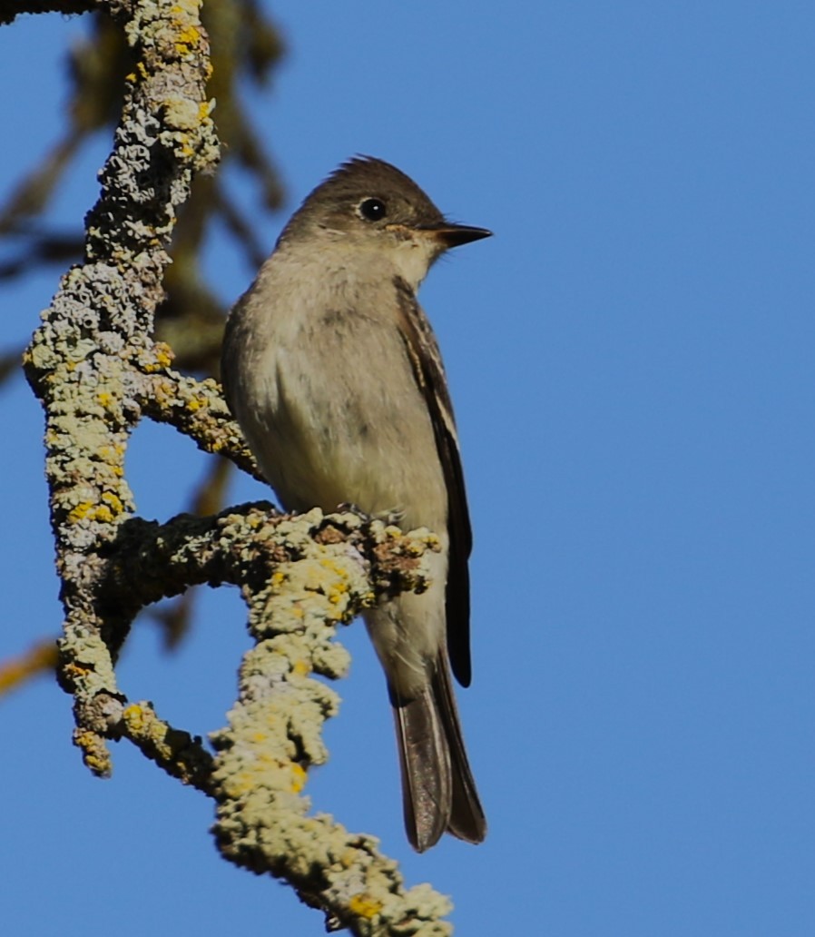 Western Wood-Pewee - ML623408919