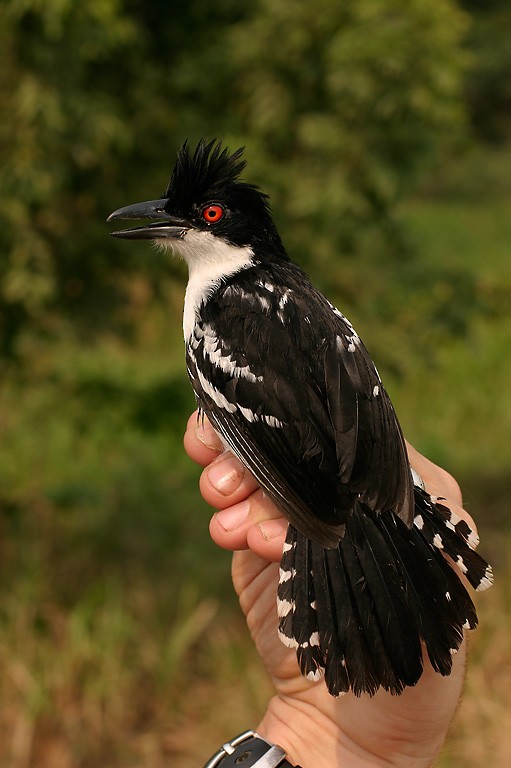Great Antshrike - ML623408949