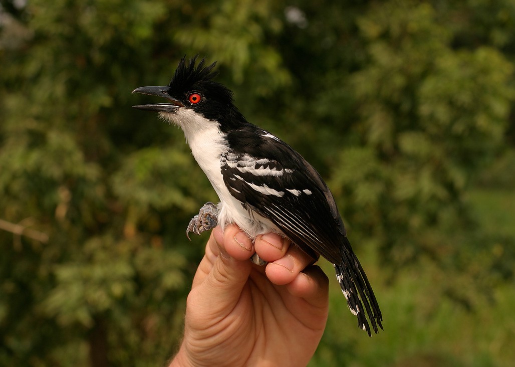 Great Antshrike - ML623408950