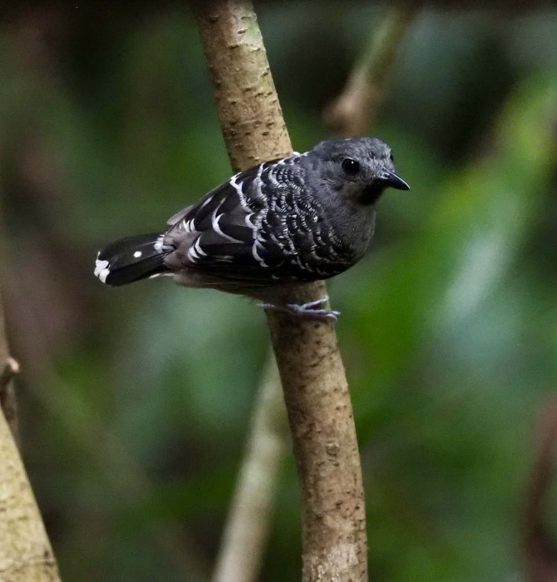 Xingu Scale-backed Antbird - ML623408954