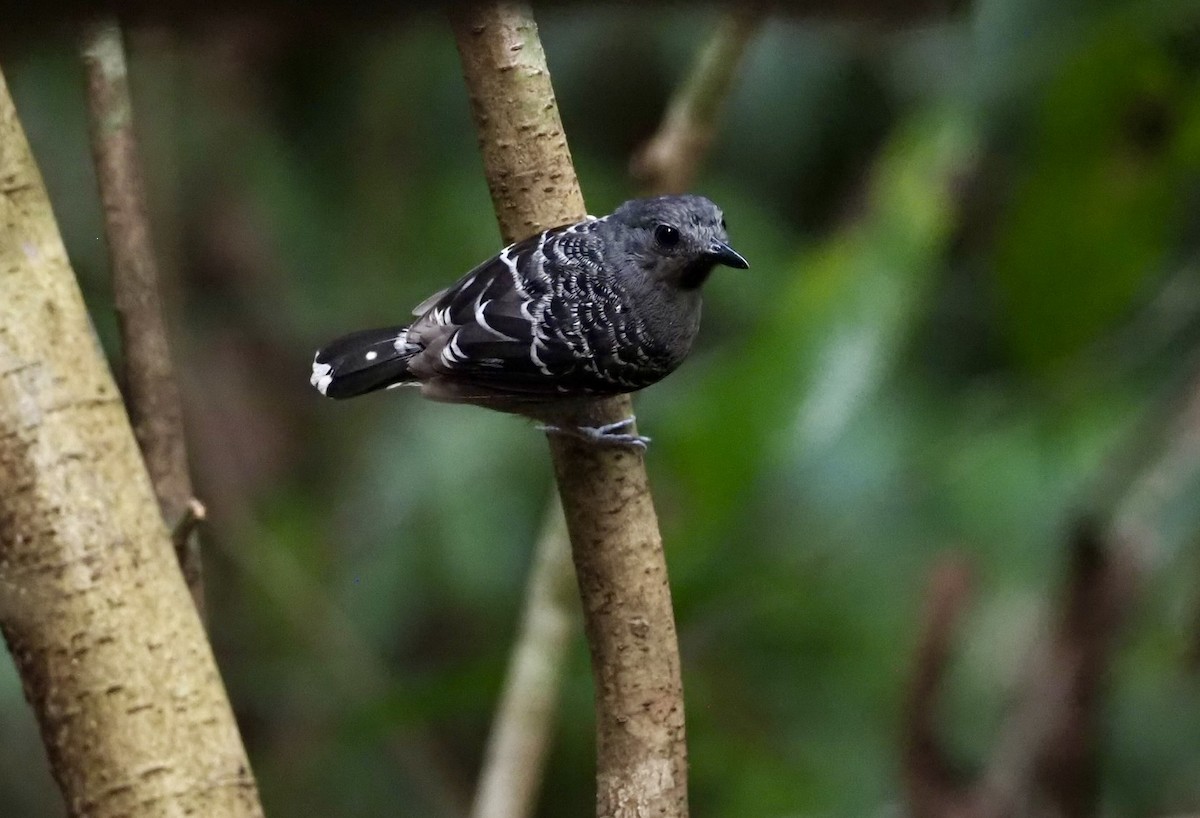 Xingu Scale-backed Antbird - ML623408955