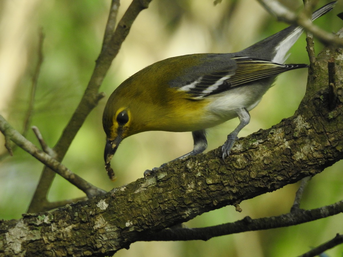 Yellow-throated Vireo - ML623408958