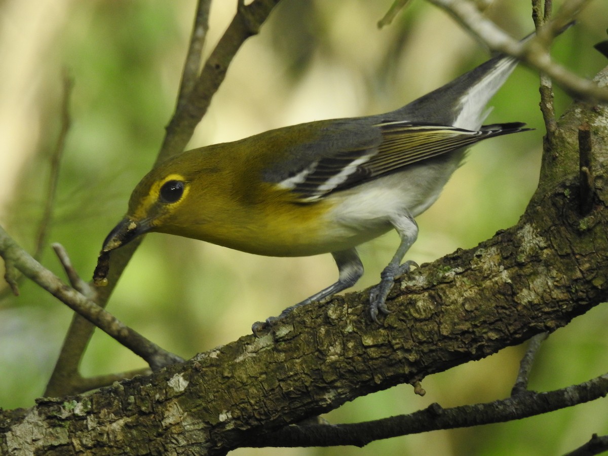 Yellow-throated Vireo - ML623408959