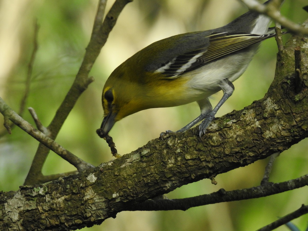 Yellow-throated Vireo - ML623408960