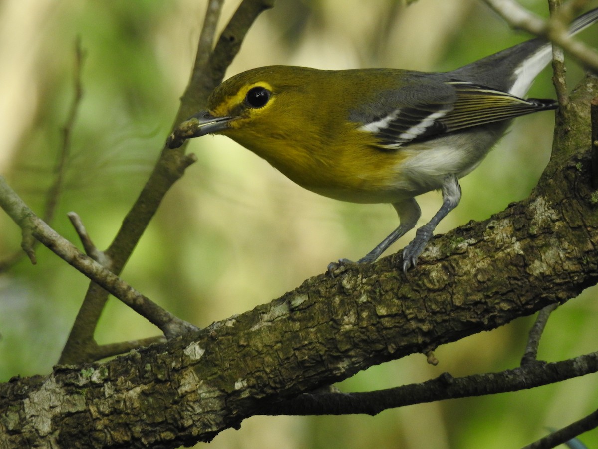 Yellow-throated Vireo - ML623408961