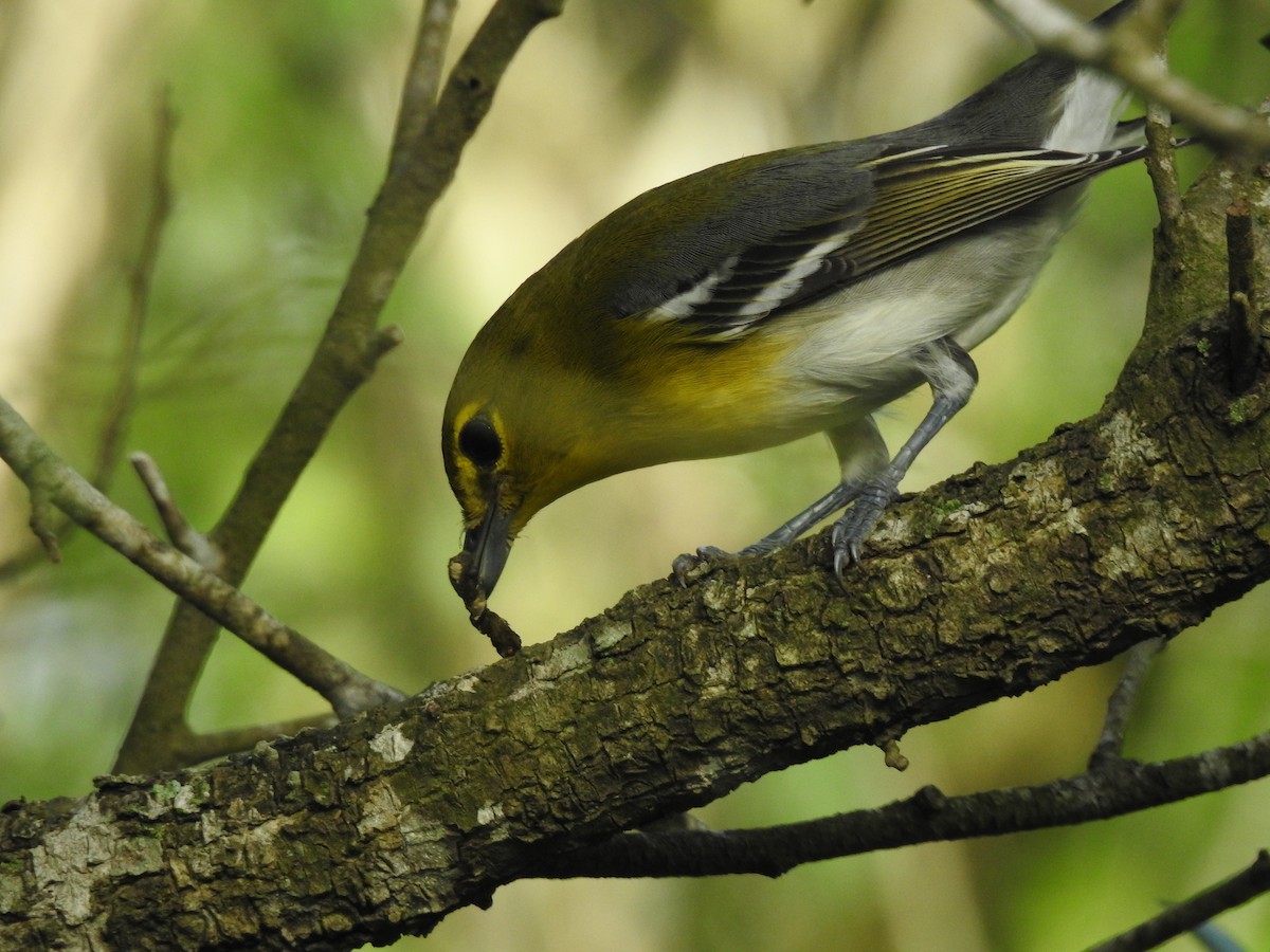 Yellow-throated Vireo - ML623408962