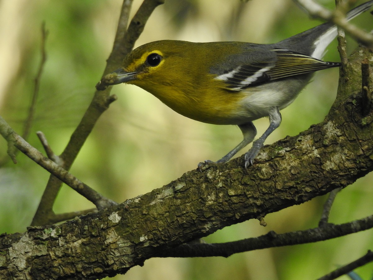 Yellow-throated Vireo - ML623408963